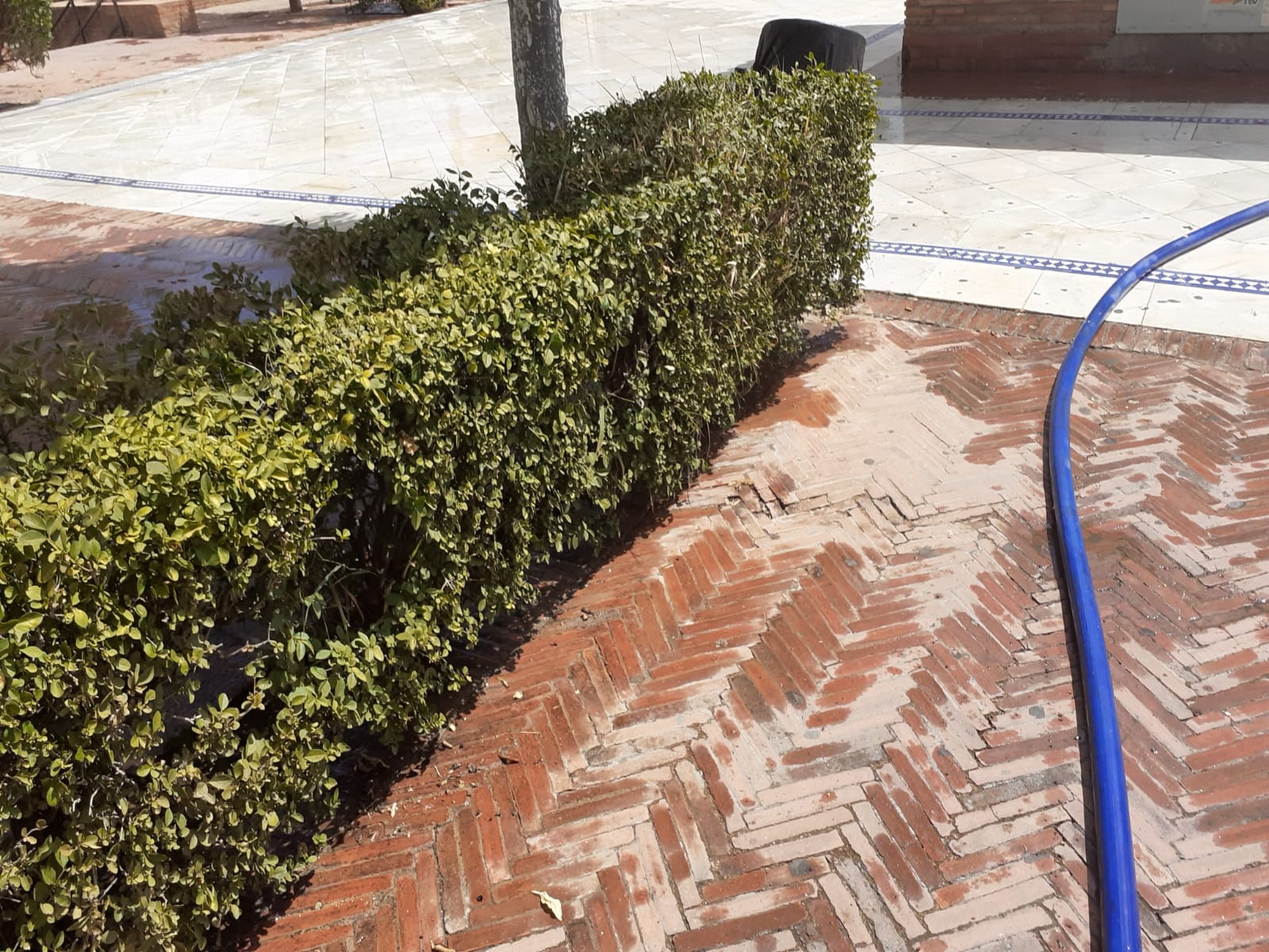 Italic y mayo 1 26072019