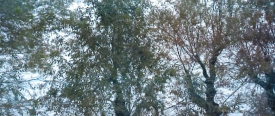 arboles concordia 22082019